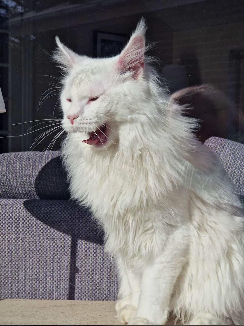 XXL Maine Coon Kitten Mädchen