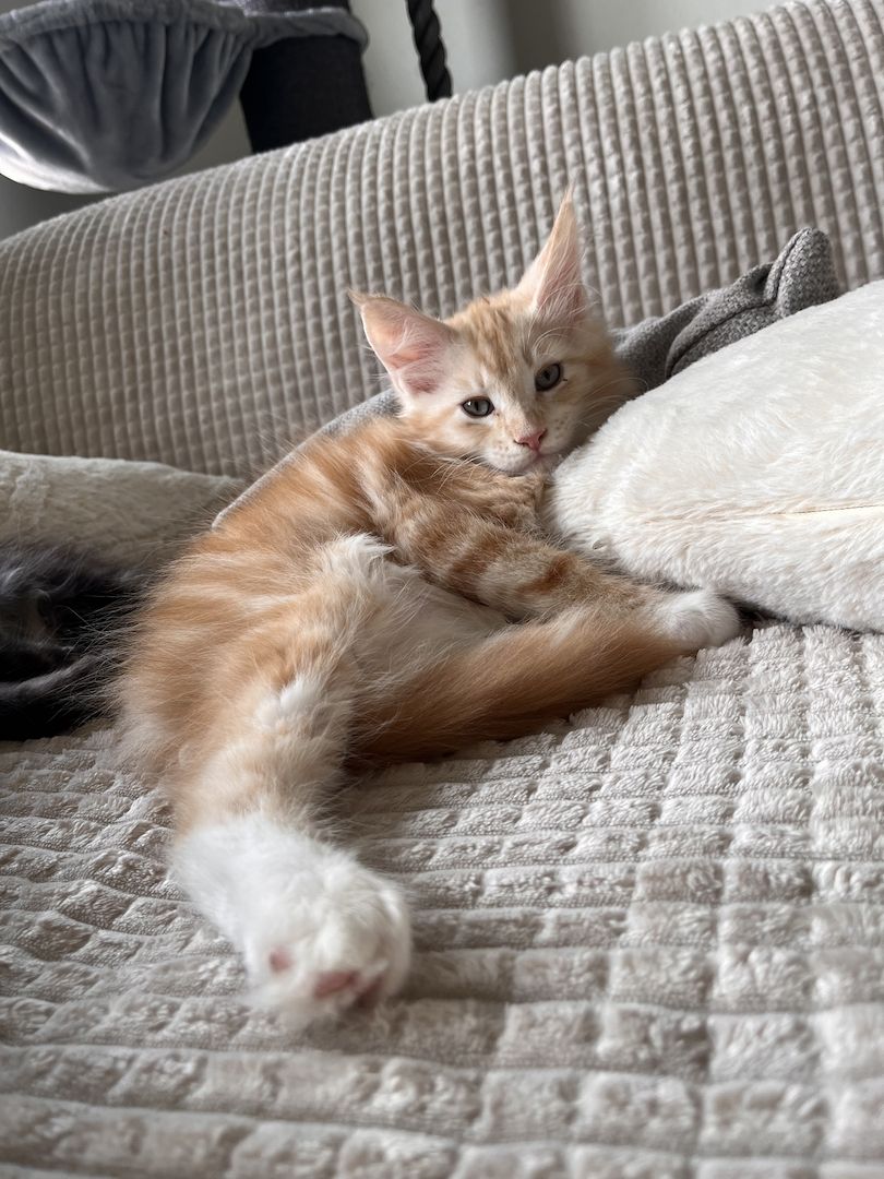 XXL Maine Coon Kitten Mädchen