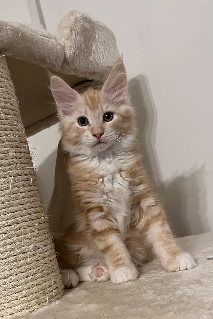 XXL Maine Coon Kitten Mädchen