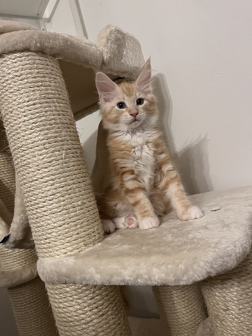 XXL Maine Coon Kitten Mädchen