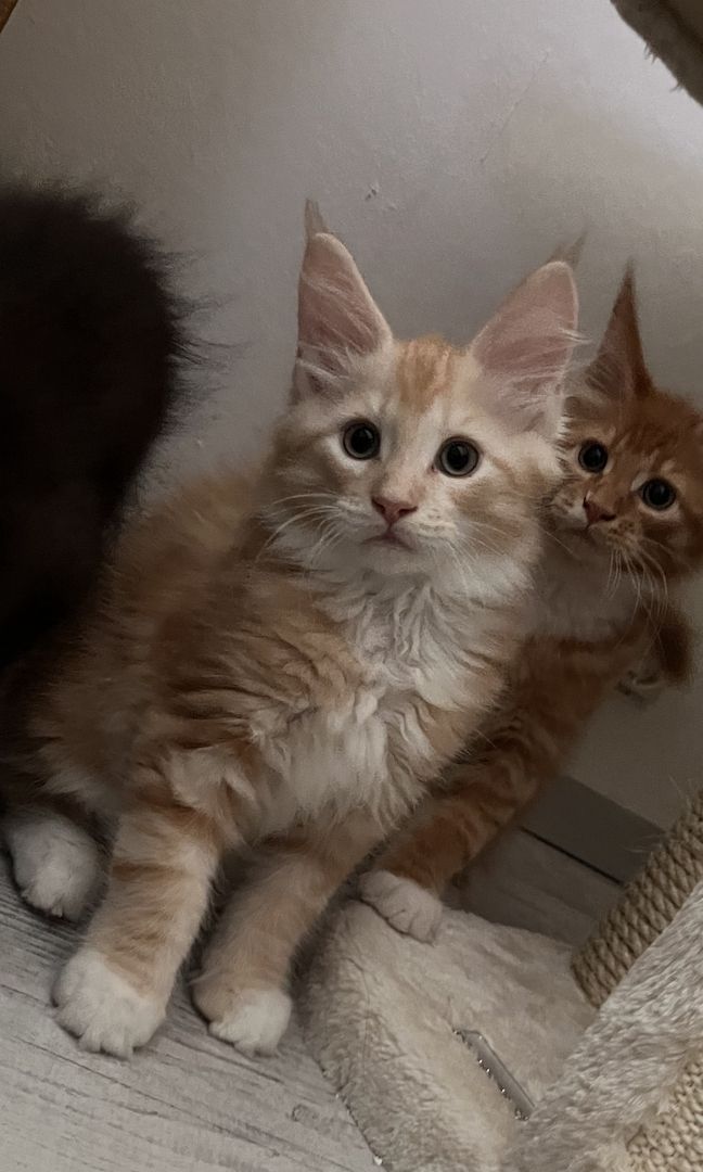 XXL Maine Coon Kitten Mädchen
