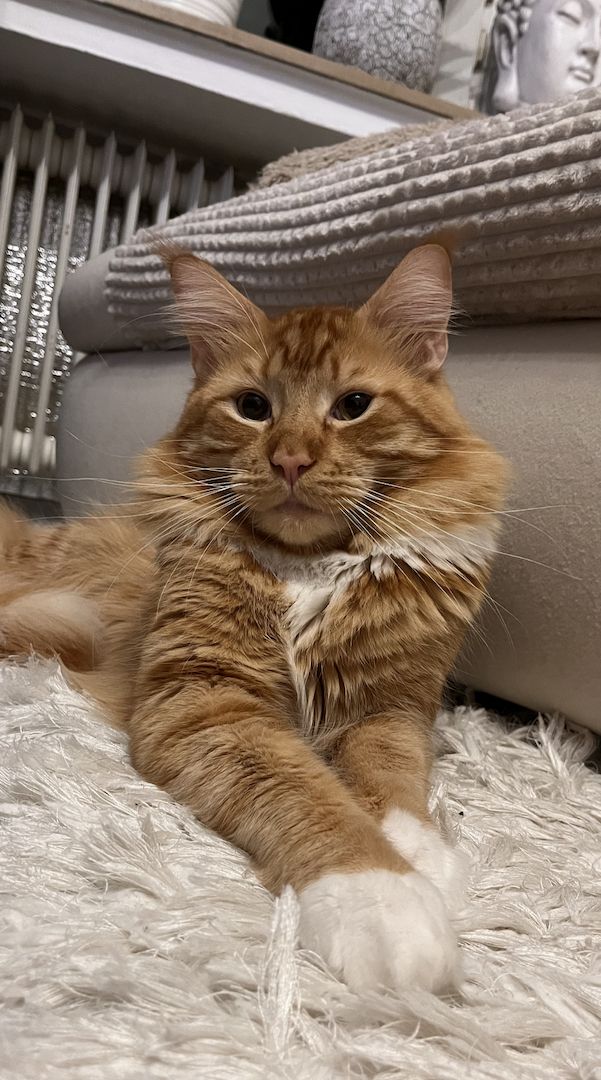 XXL Maine Coon Kitten Mädchen