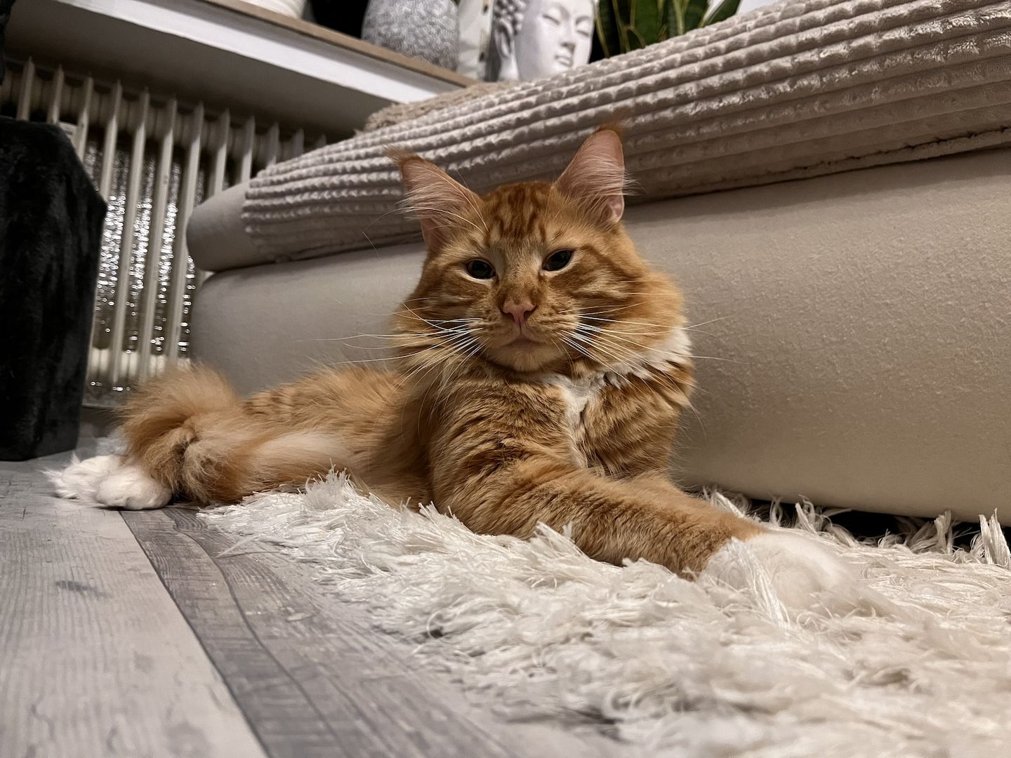 XXL Maine Coon Kitten Mädchen