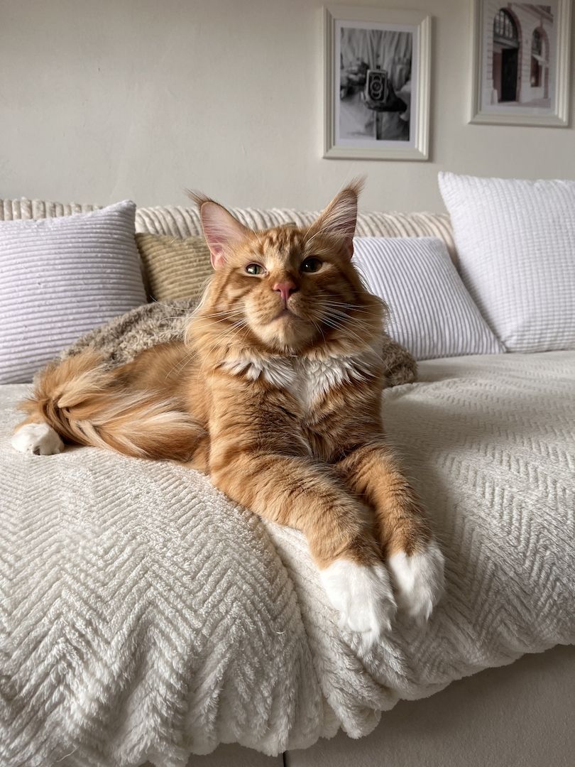 XXL Maine Coon Kitten Mädchen