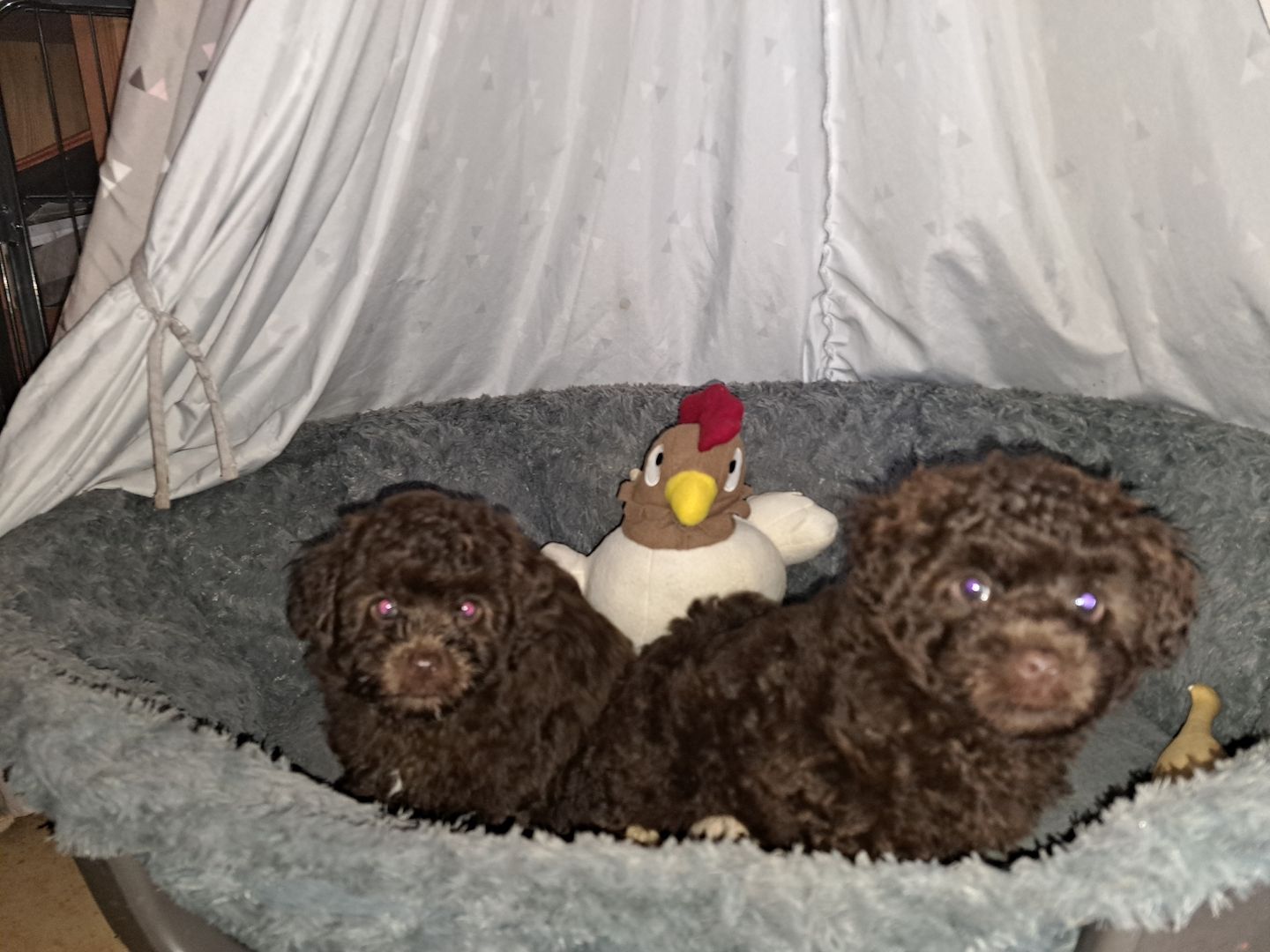 Bollipoo Welpen, Rüden