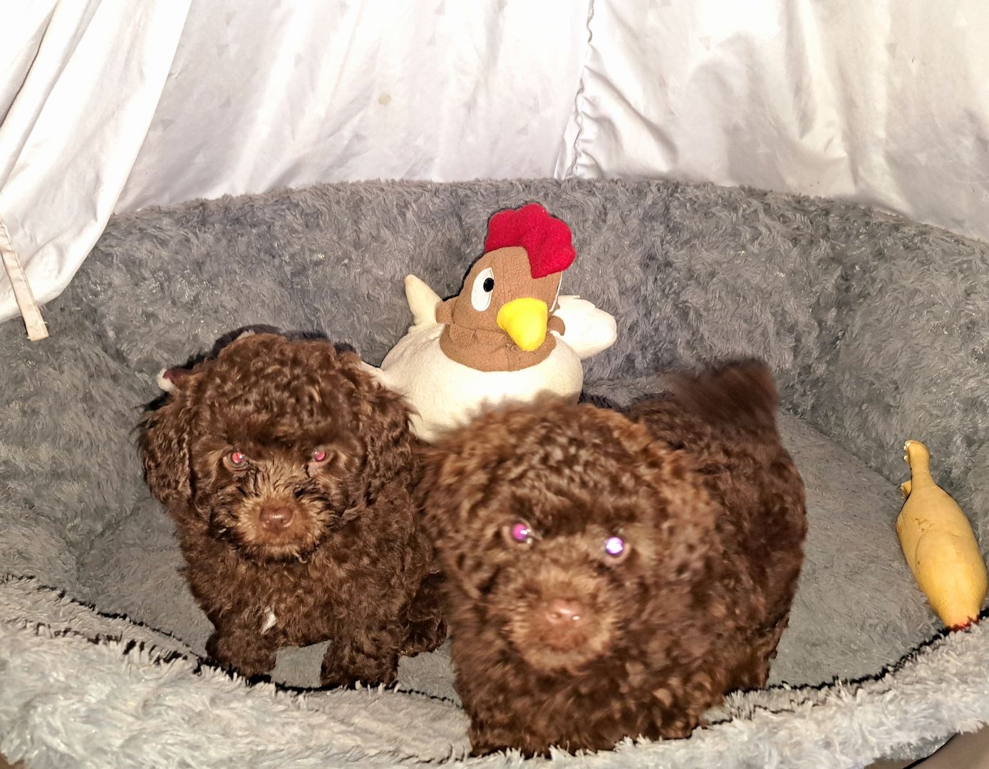 Bollipoo Welpen, Rüden