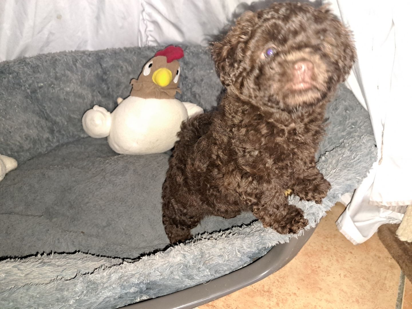 Bollipoo Welpen, Rüden