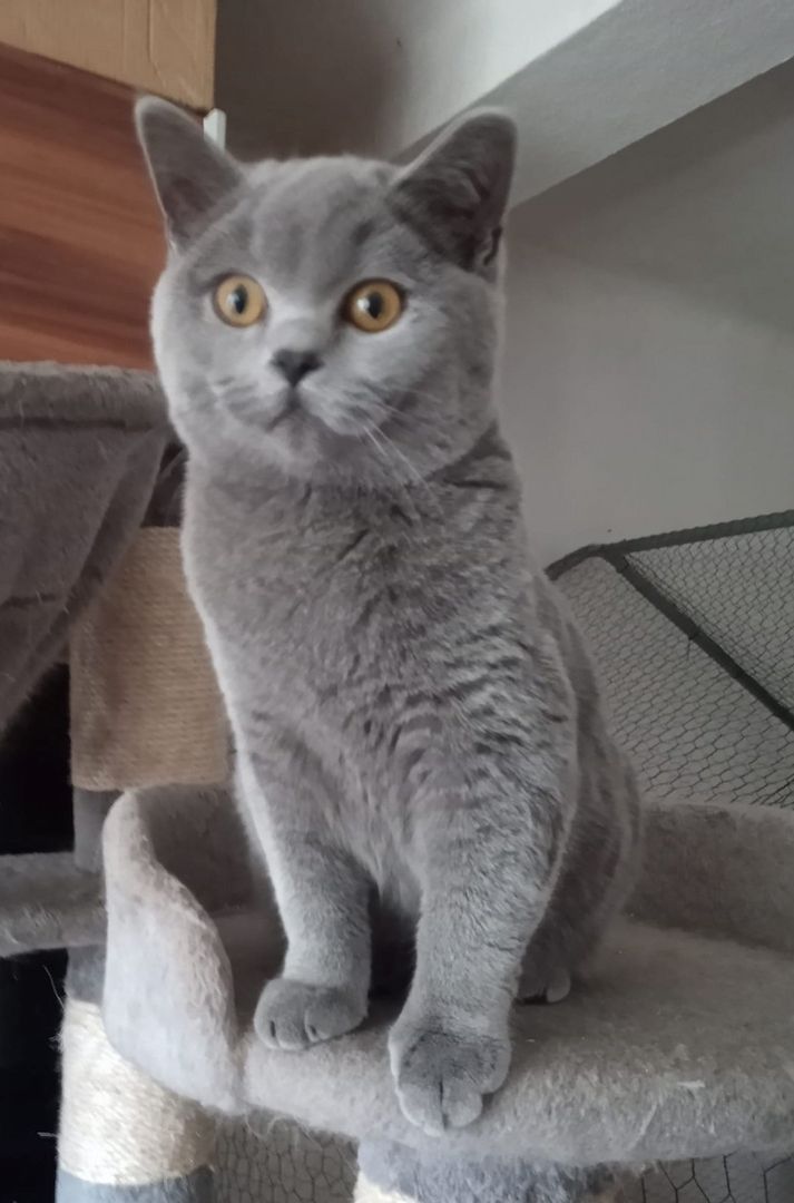 Reinrassige, junge, süße Britisch-Kurzhaar- Katzen und Katerchen warten auf Dich!