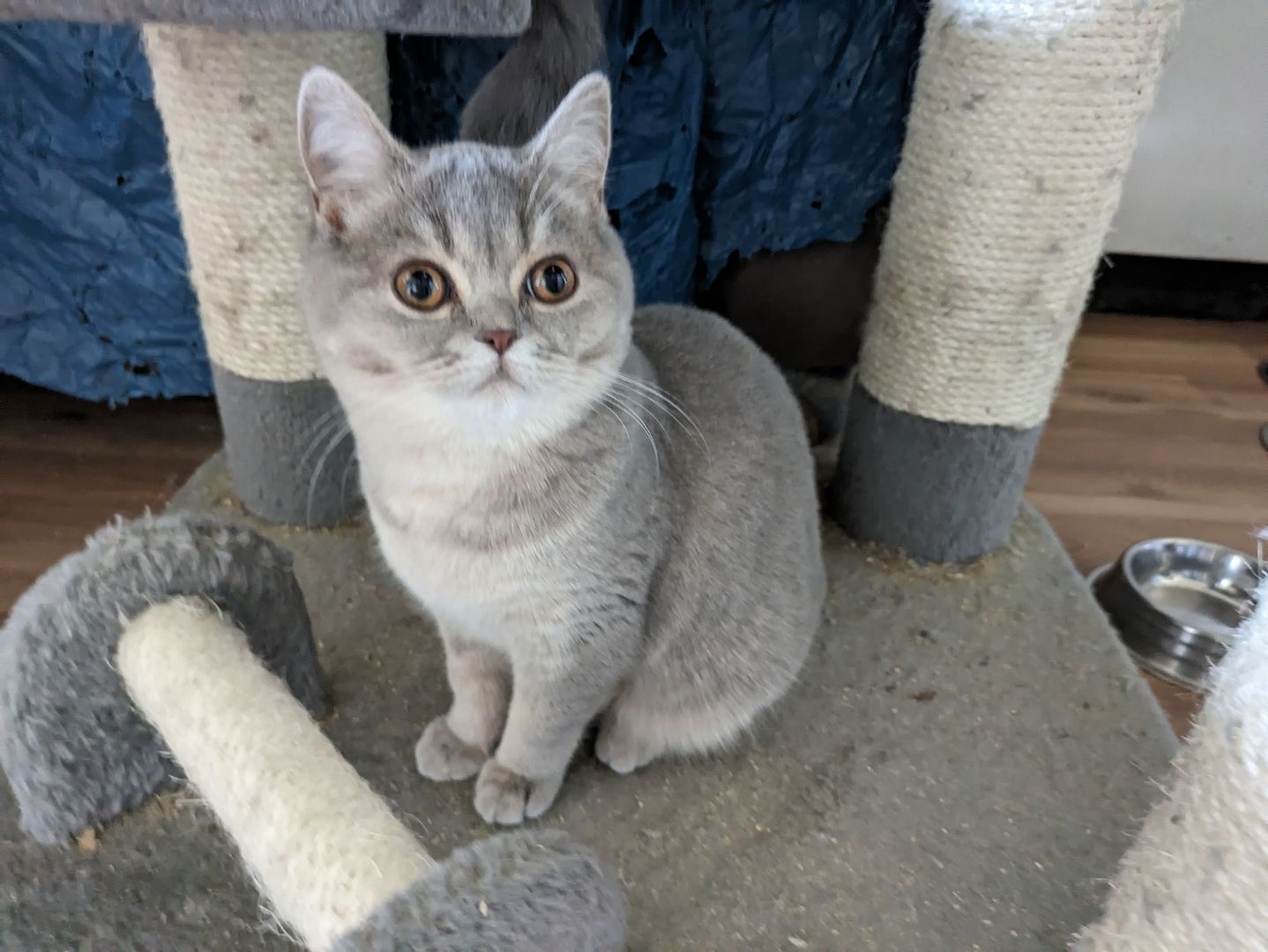 Reinrassige, junge, süße Britisch-Kurzhaar- Katzen und Katerchen warten auf Dich!