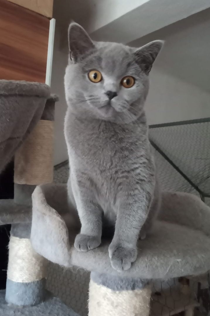 Reinrassige, junge, süße Britisch-Kurzhaar- Katzen und Katerchen warten auf Dich!