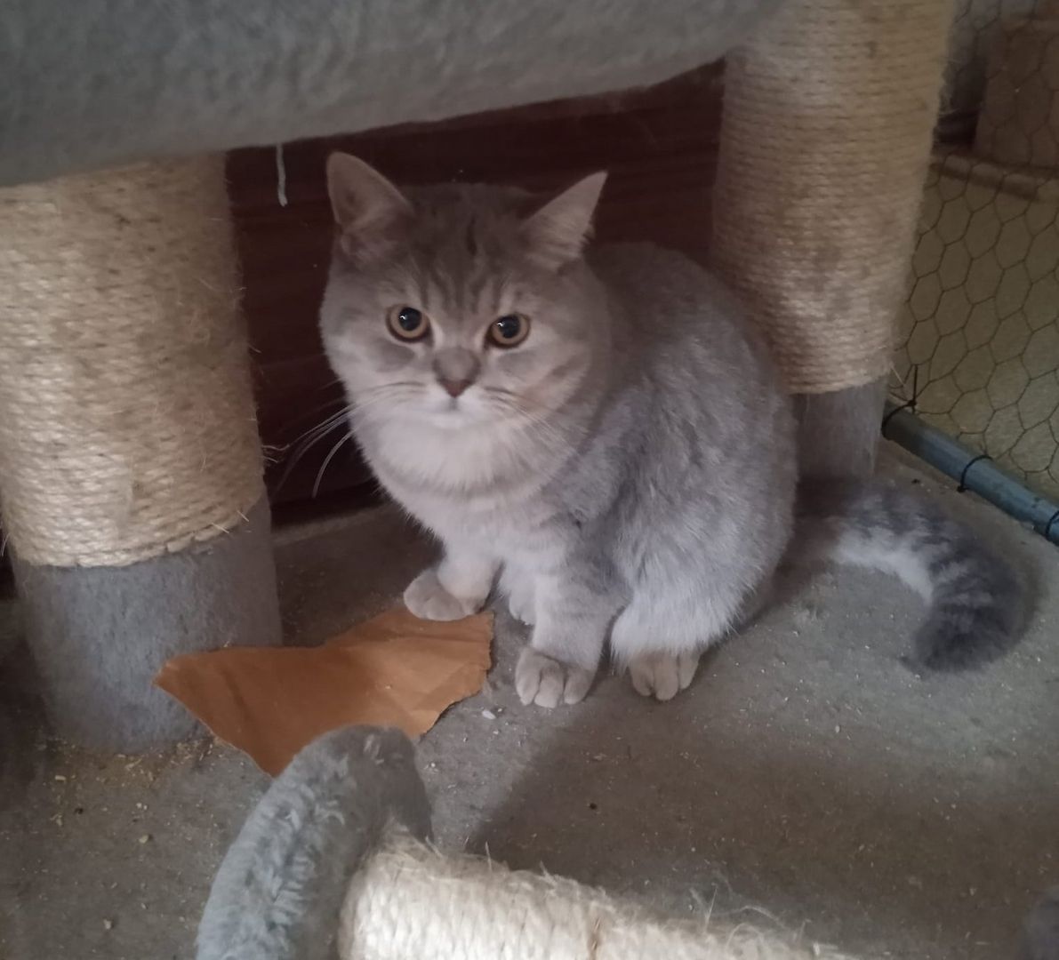 Reinrassige, junge, süße Britisch-Kurzhaar- Katzen und Katerchen warten auf Dich!