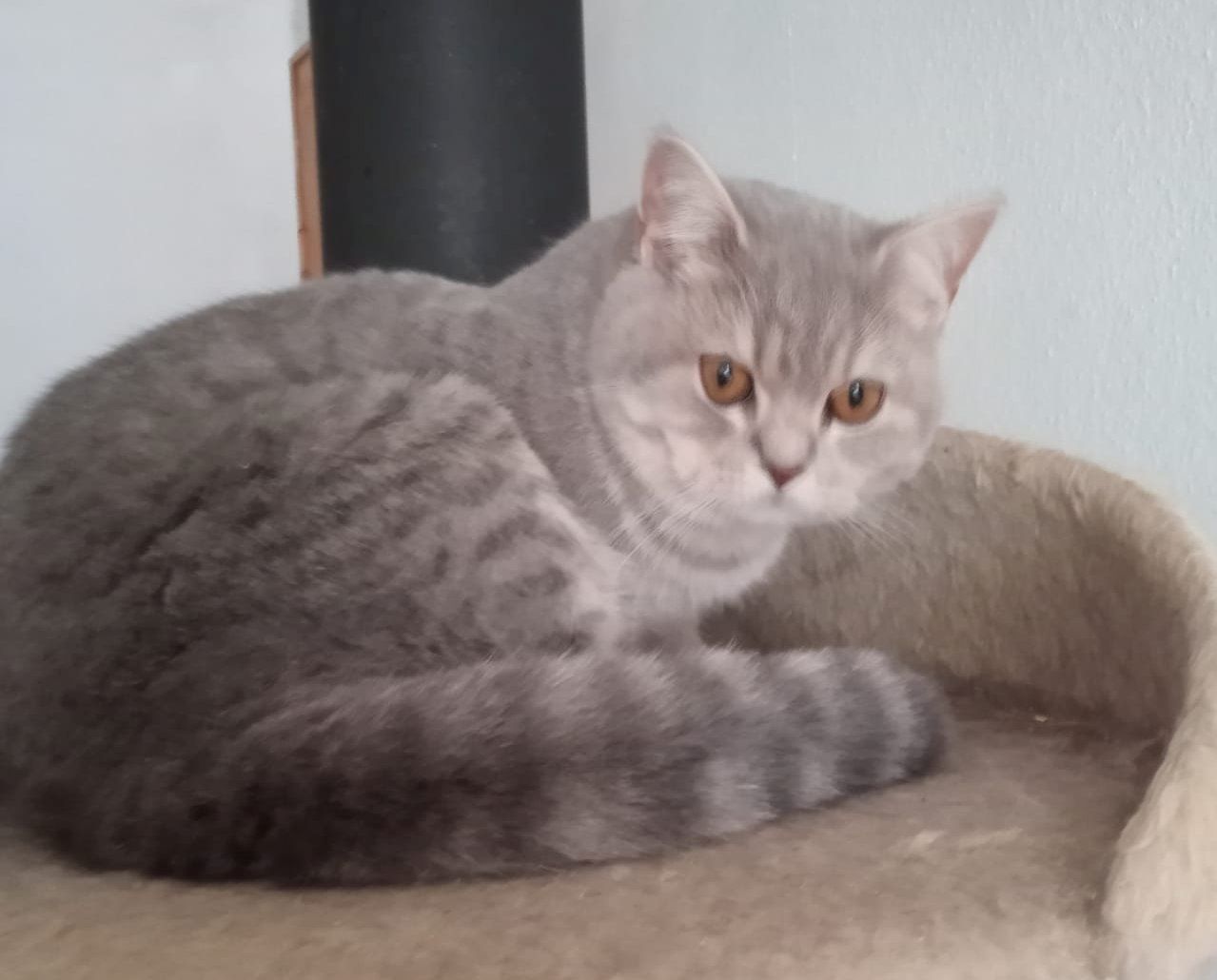 Reinrassige, junge, süße Britisch-Kurzhaar- Katzen und Katerchen warten auf Dich!