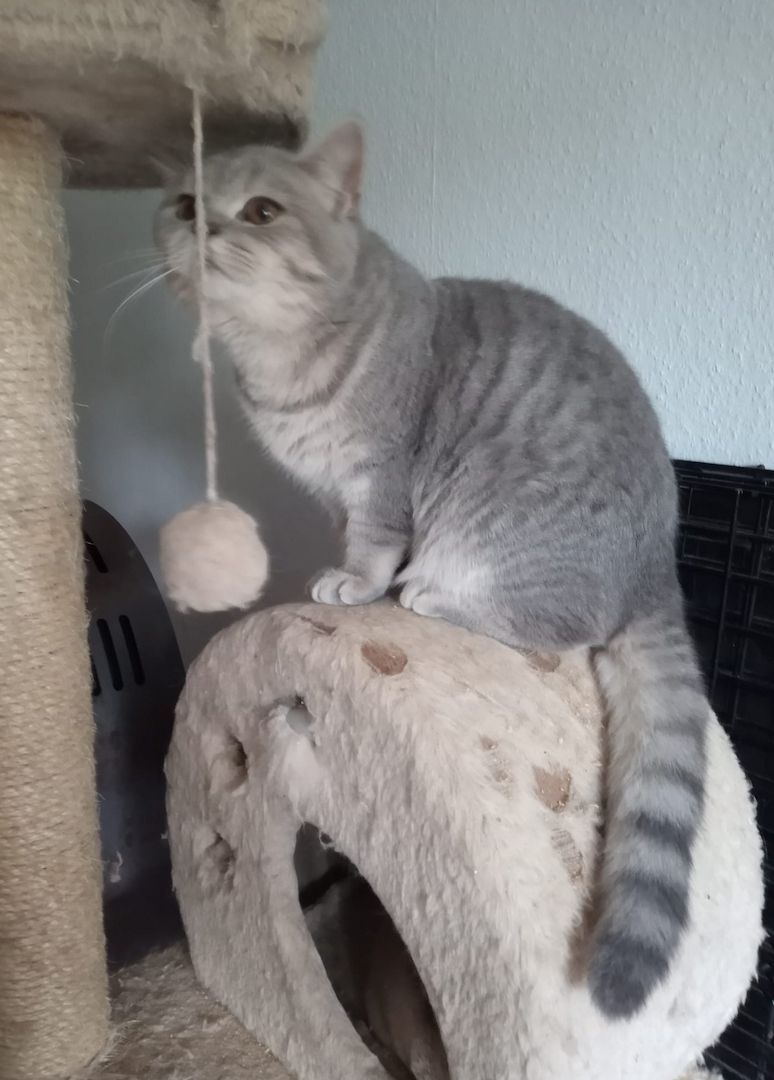 Reinrassige, junge, süße Britisch-Kurzhaar- Katzen und Katerchen warten auf Dich!