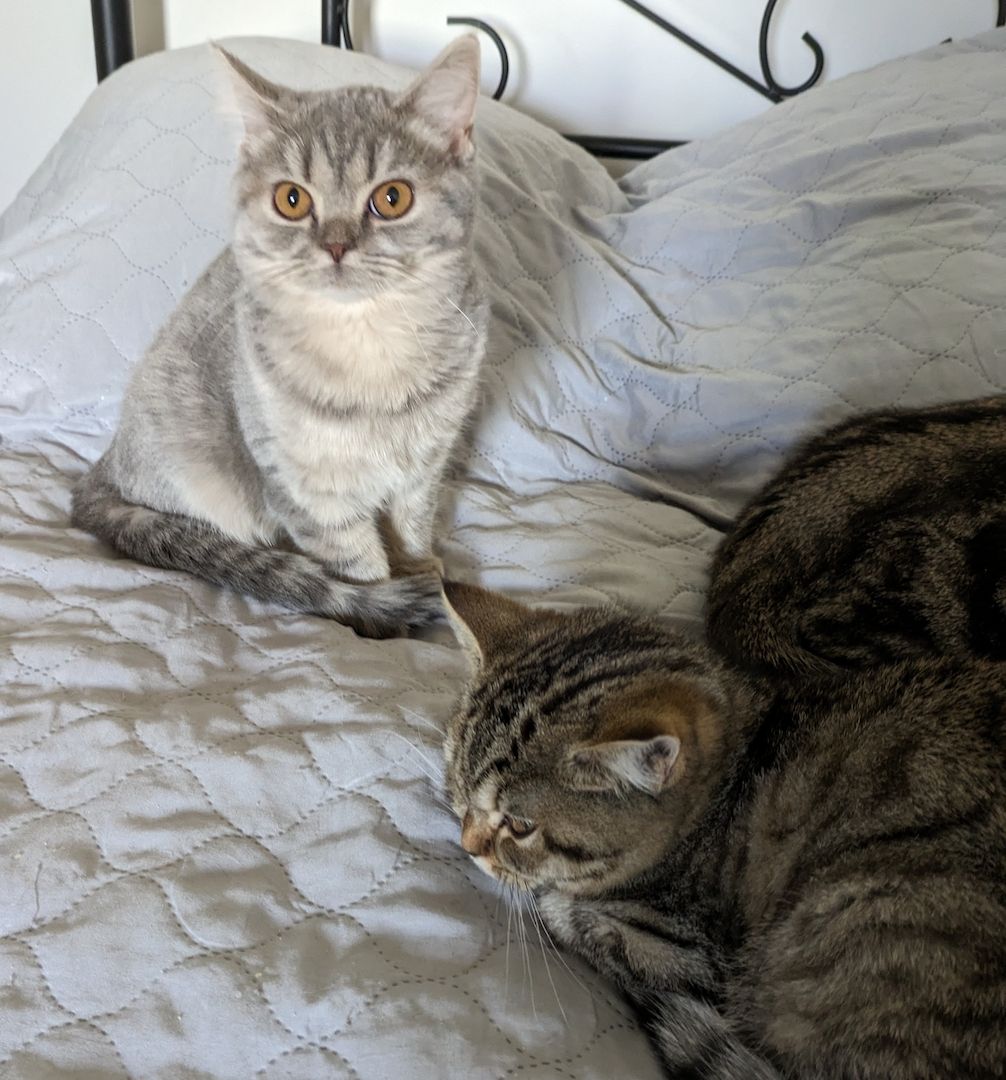 Reinrassige, junge, süße Britisch-Kurzhaar- Katzen und Katerchen warten auf Dich!