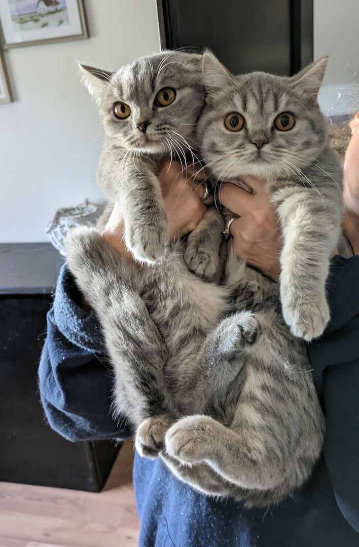 Reinrassige, junge, süße Britisch-Kurzhaar- Katzen und Katerchen warten auf Dich!