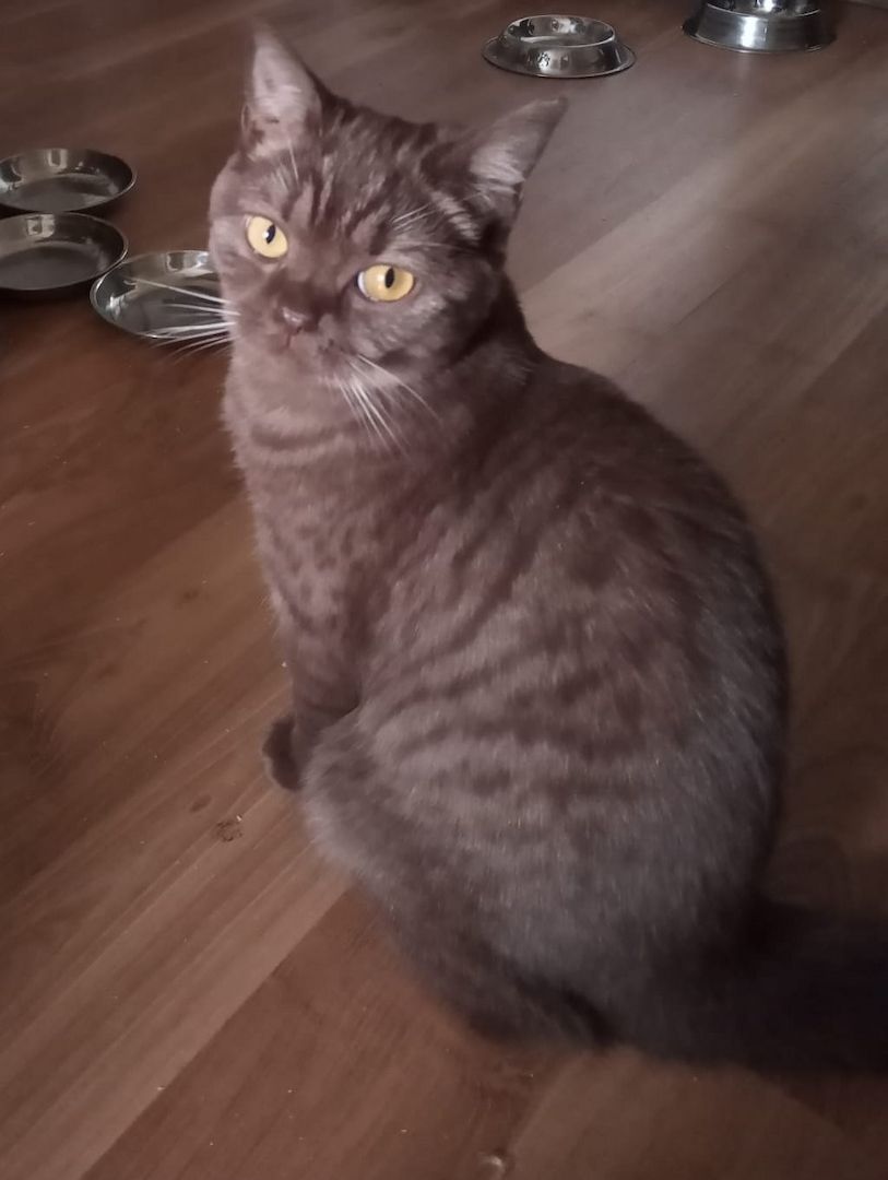 Reinrassige, junge, süße Britisch-Kurzhaar- Katzen und Katerchen warten auf Dich!