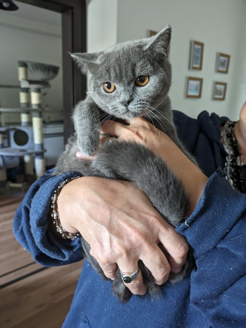 Reinrassige, junge, süße Britisch-Kurzhaar- Katzen und Katerchen warten auf Dich!