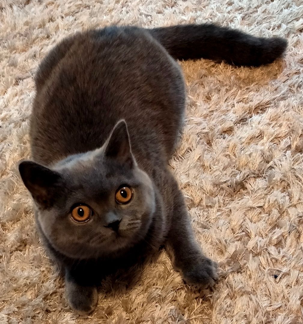 BKH Kätzchen  BKH Kätzchen