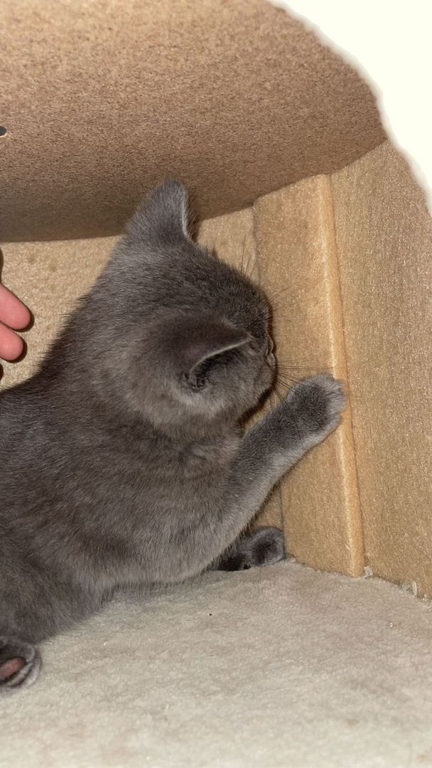 BKH Kätzchen  BKH Kätzchen