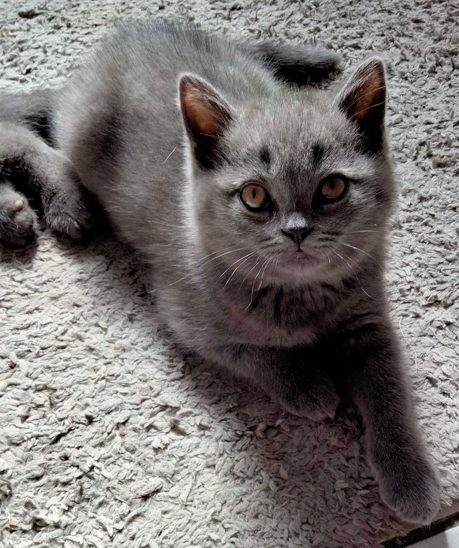 BKH Kätzchen  BKH Kätzchen