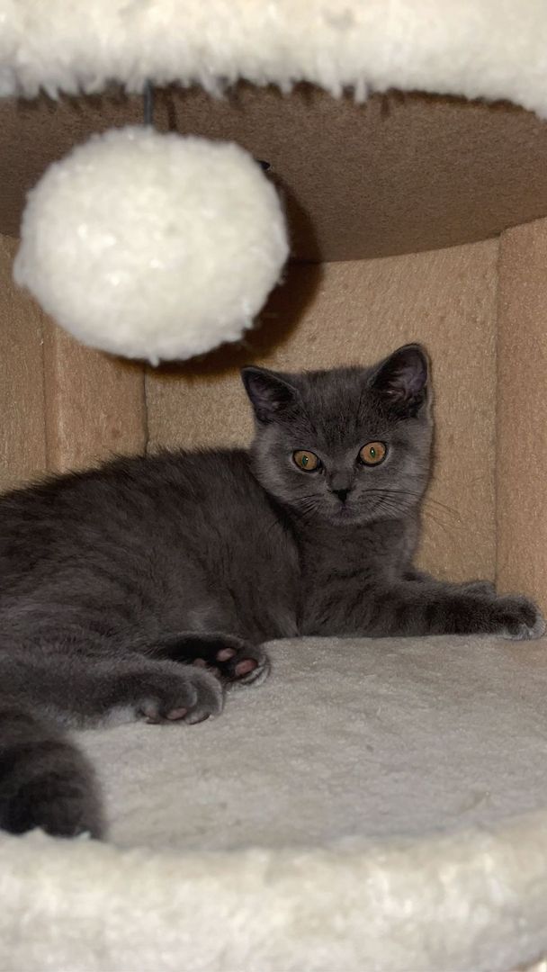 BKH Kätzchen  BKH Kätzchen