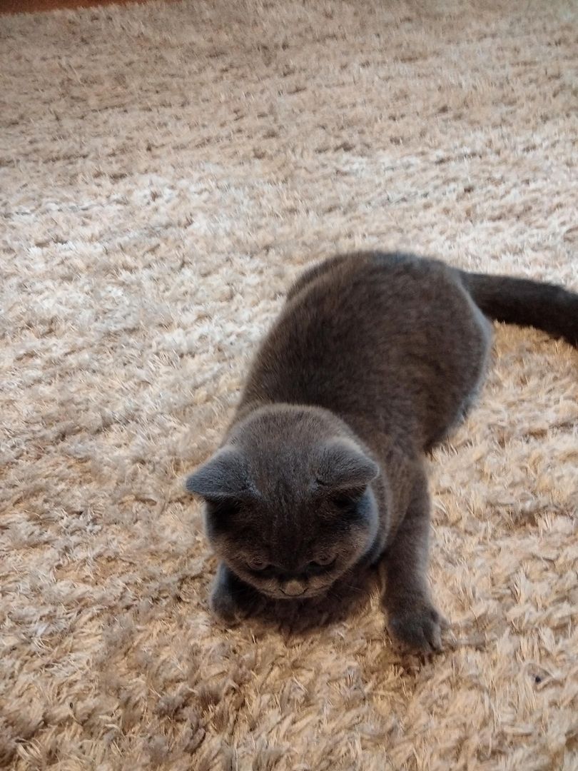 BKH Kätzchen  BKH Kätzchen