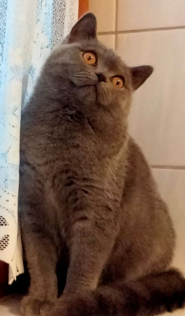 BKH Kätzchen  BKH Kätzchen