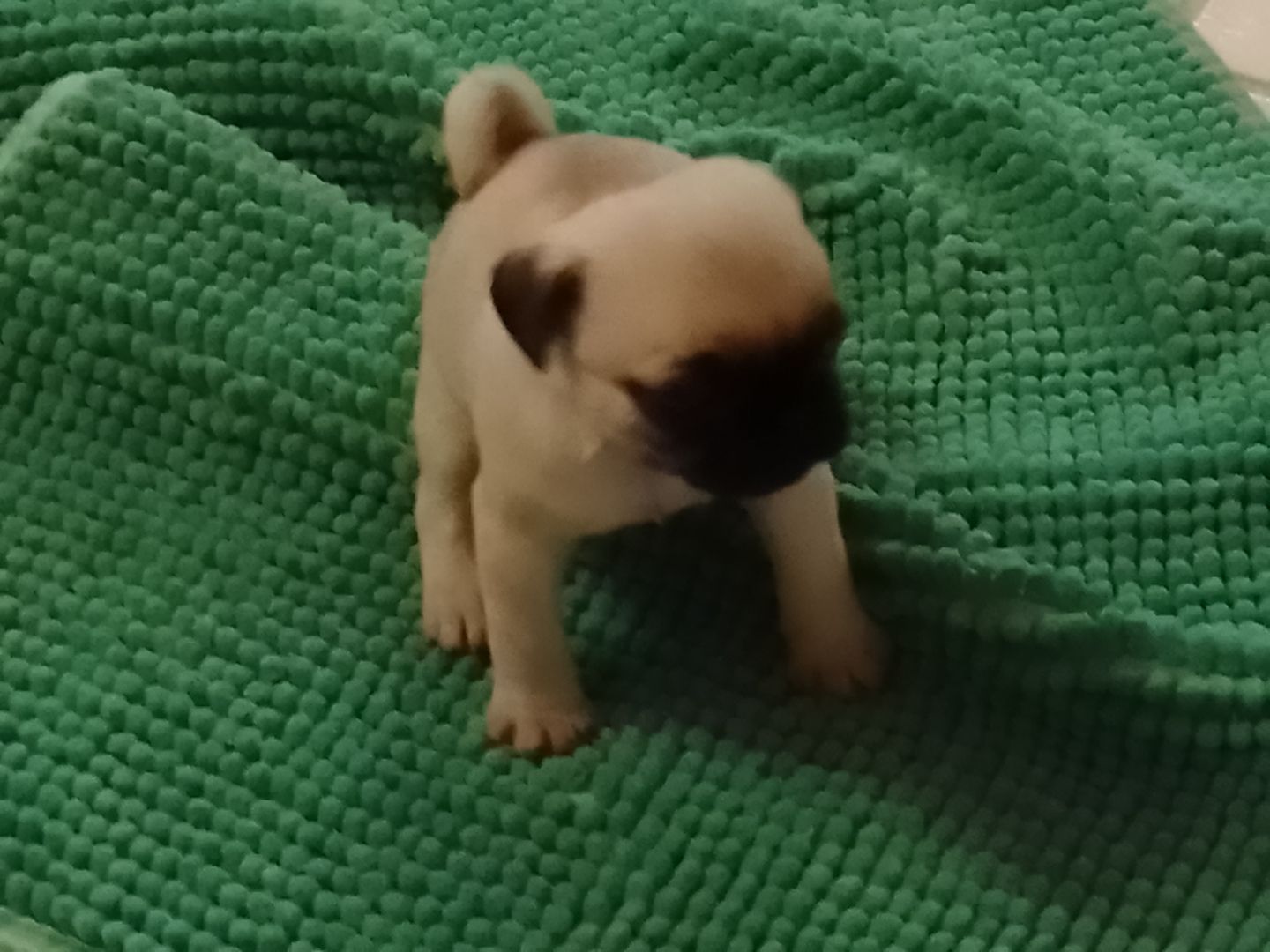 Wunderschöne Mopswelpen zu verkaufen