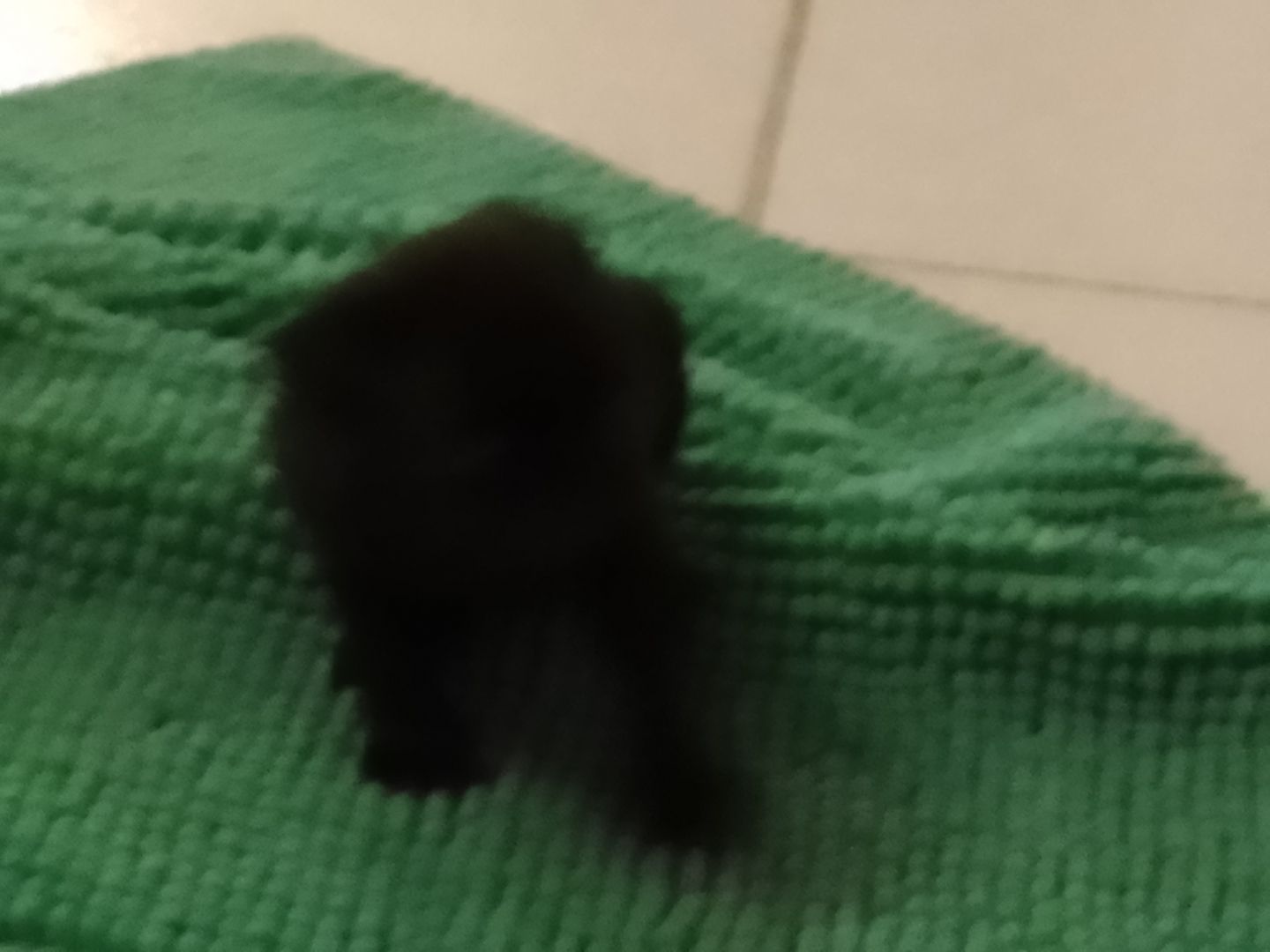 Wunderschöne Mopswelpen zu verkaufen