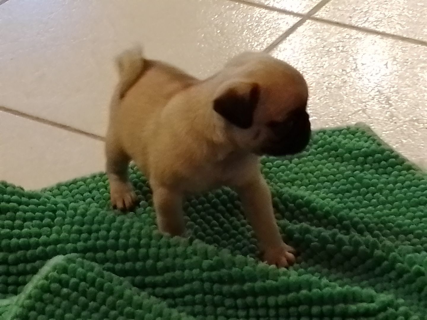 Wunderschöne Mopswelpen zu verkaufen