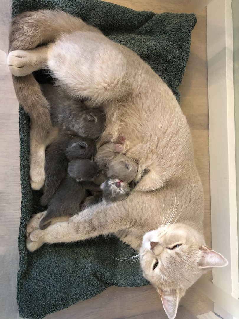 BKH Britisch kurzhaar lilac/blue/grau