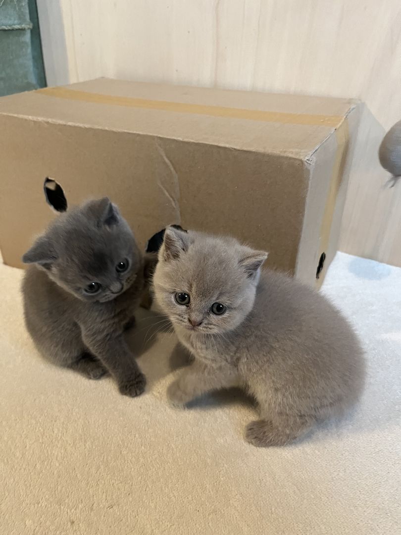 BKH Britisch kurzhaar lilac/blue/grau