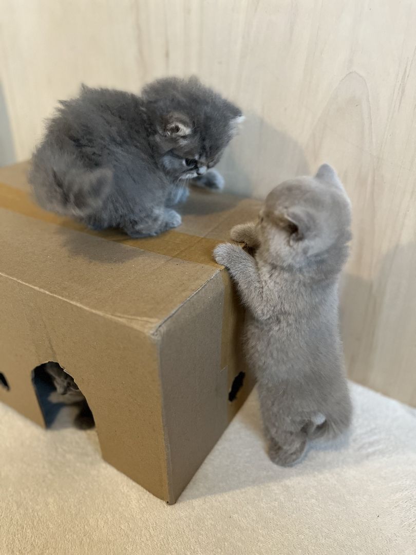 BKH Britisch kurzhaar lilac/blue/grau