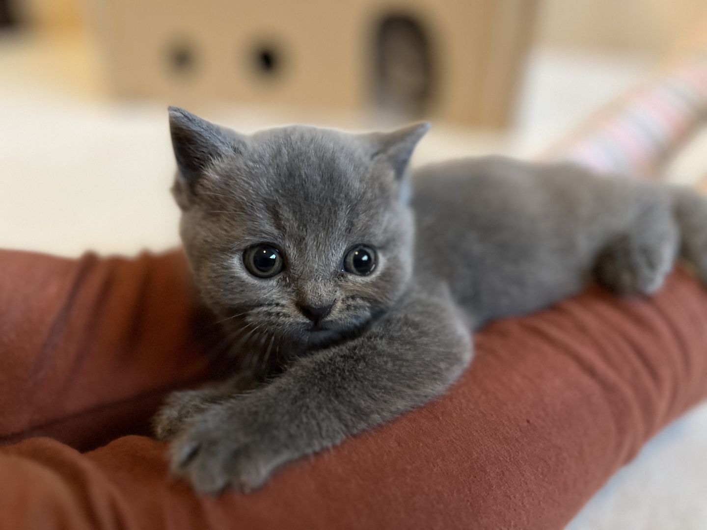 BKH Britisch kurzhaar lilac/blue/grau