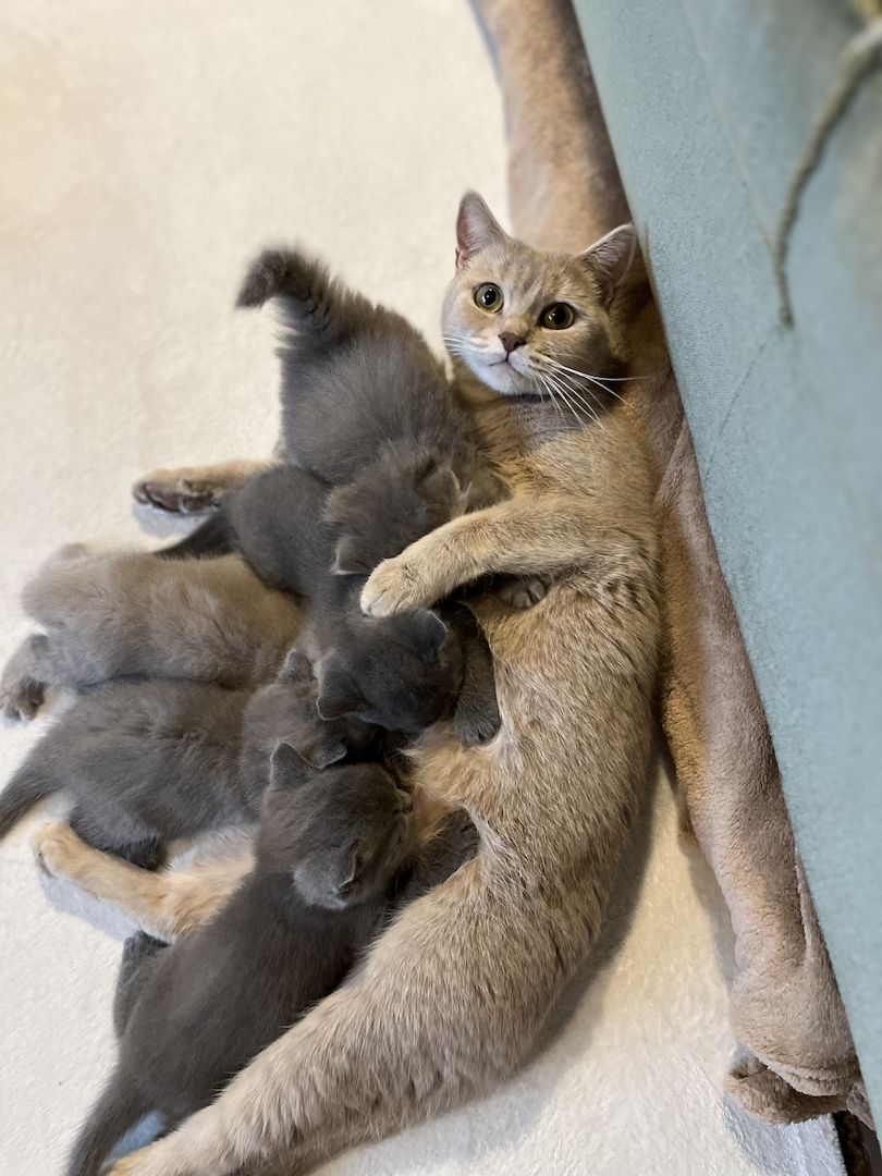 BKH Britisch kurzhaar lilac/blue/grau