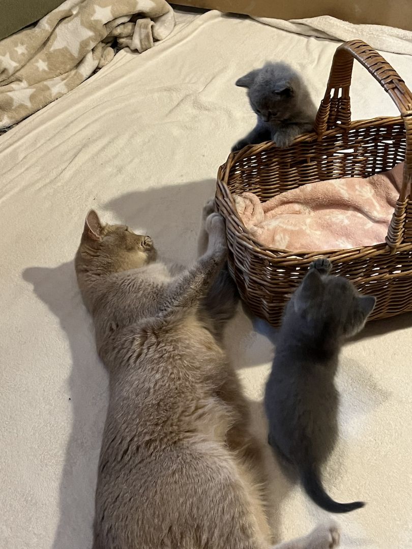 BKH Britisch kurzhaar lilac/blue/grau