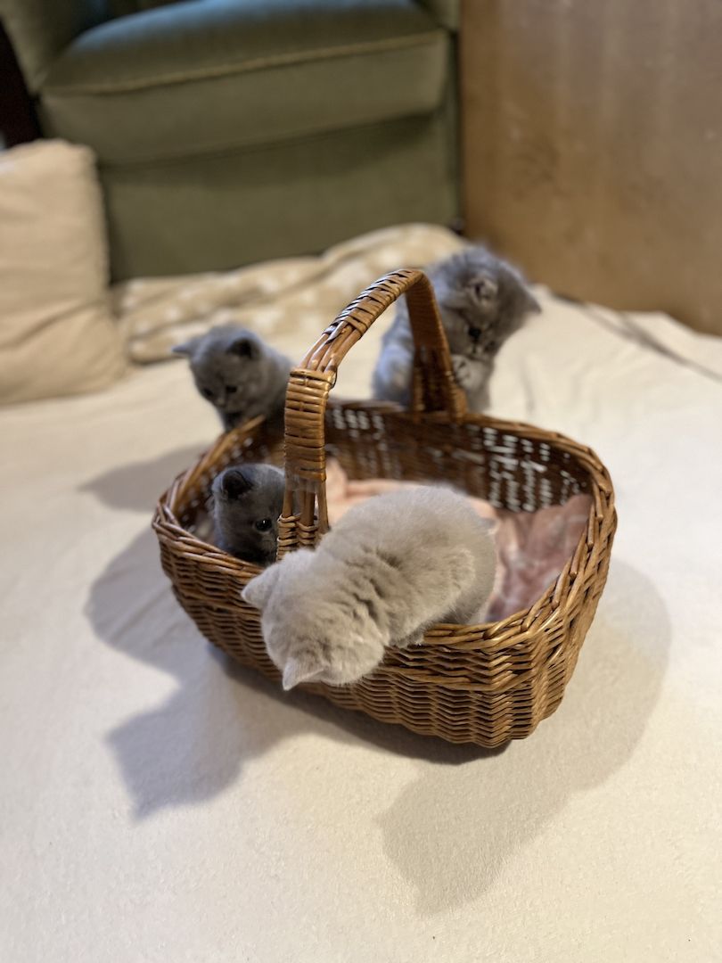 BKH Britisch kurzhaar lilac/blue/grau