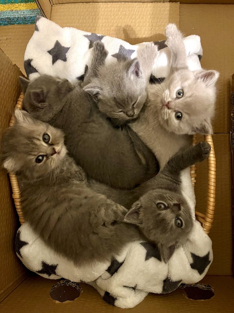 BKH Britisch kurzhaar lilac/blue/grau