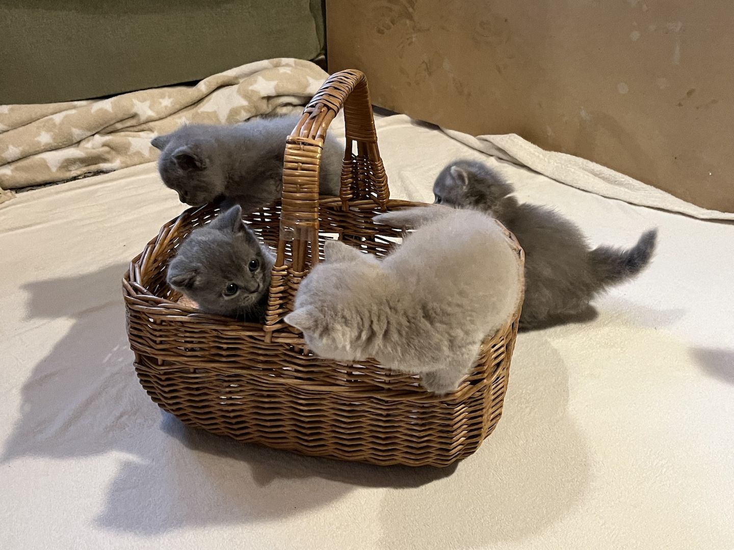 BKH Britisch kurzhaar lilac/blue/grau