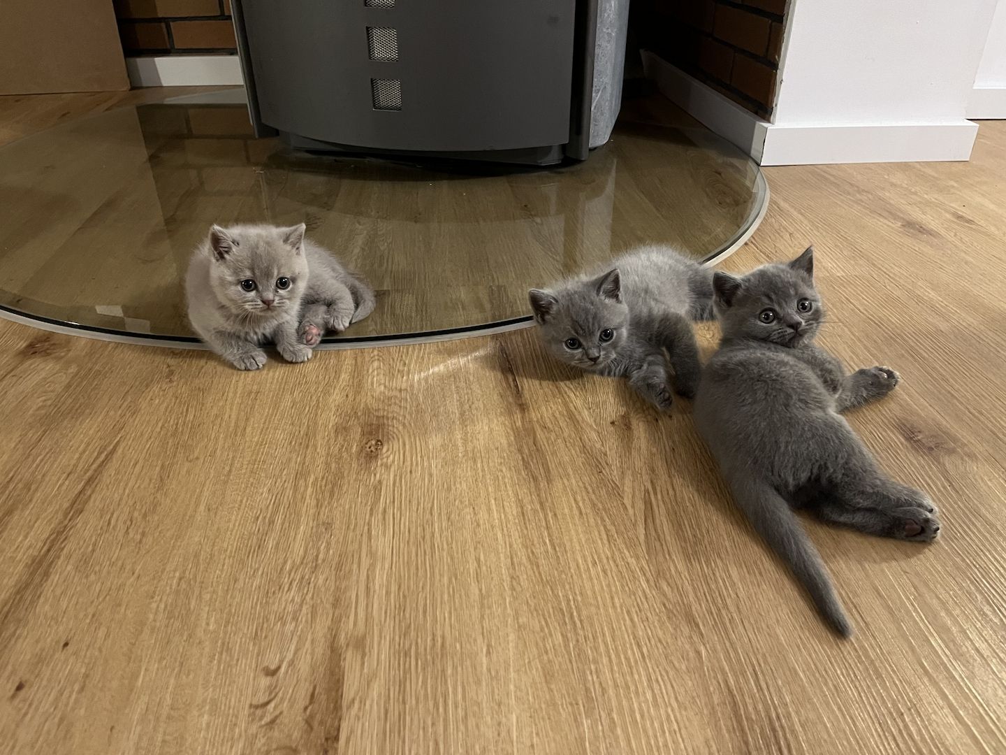 BKH Britisch kurzhaar lilac/blue/grau