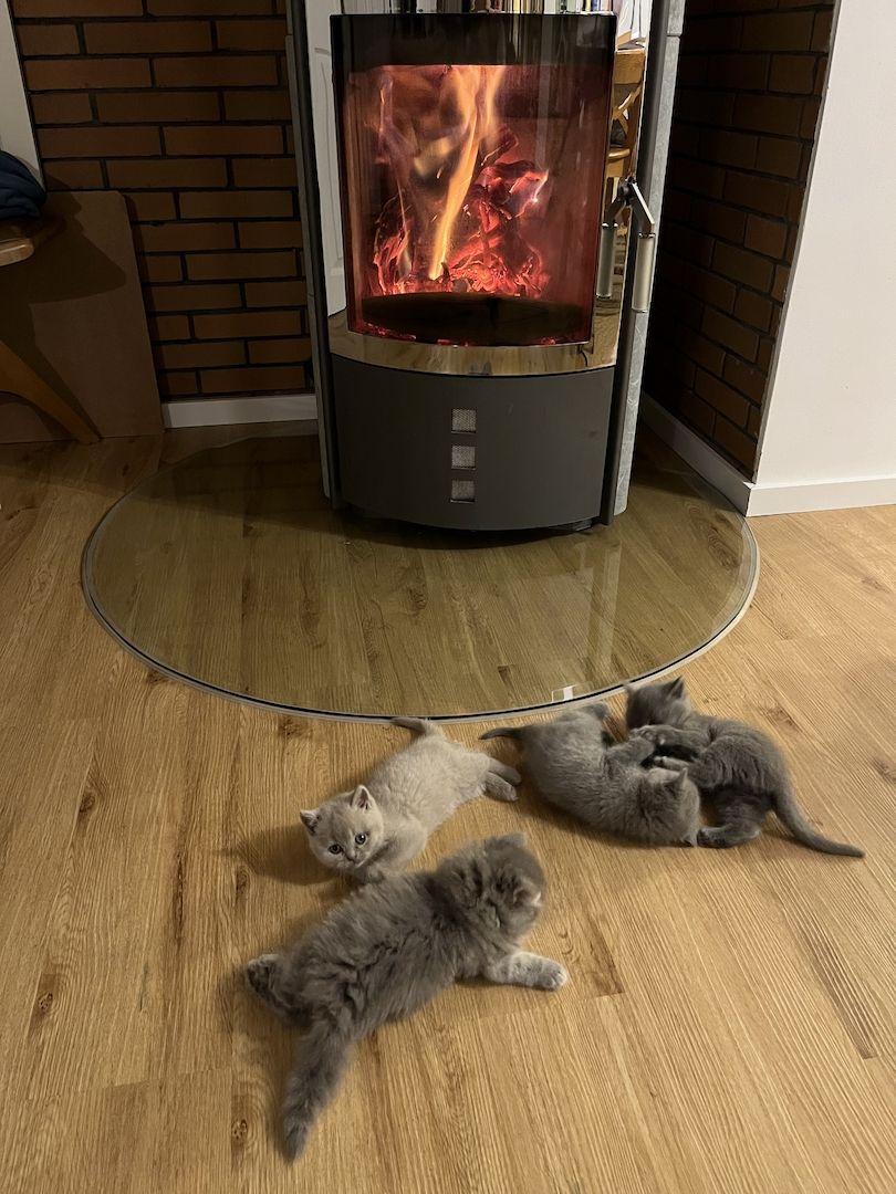 BKH Britisch kurzhaar lilac/blue/grau