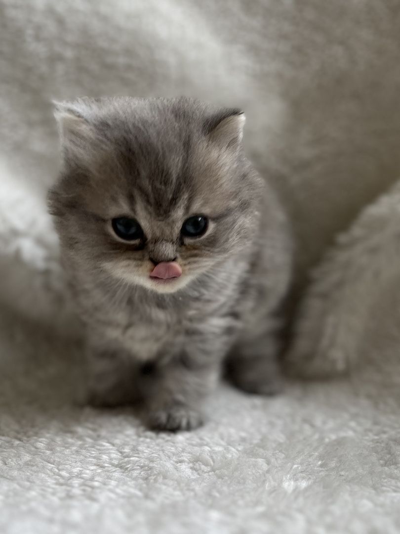 BKH Britisch kurzhaar lilac/blue/grau