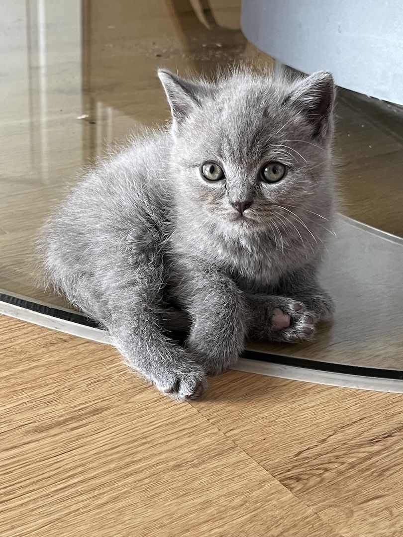 BKH Britisch kurzhaar lilac/blue/grau