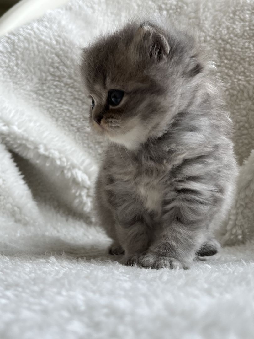 BKH Britisch kurzhaar lilac/blue/grau