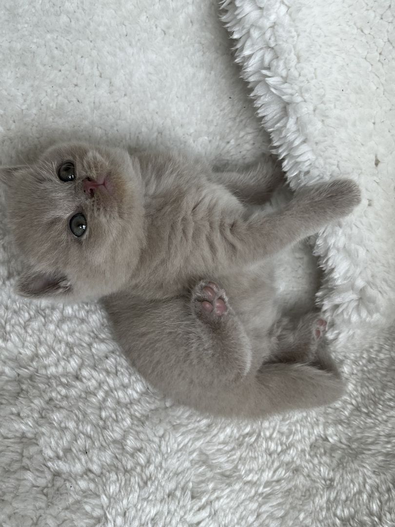 BKH Britisch kurzhaar lilac/blue/grau