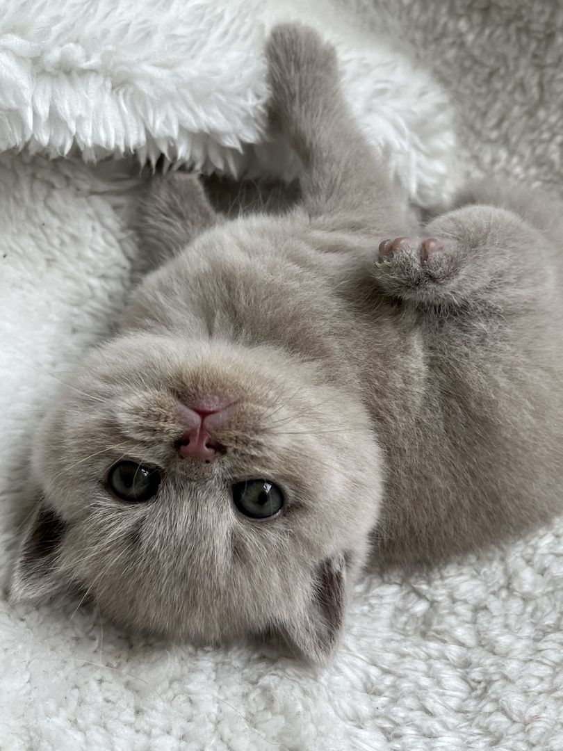 BKH Britisch kurzhaar lilac/blue/grau