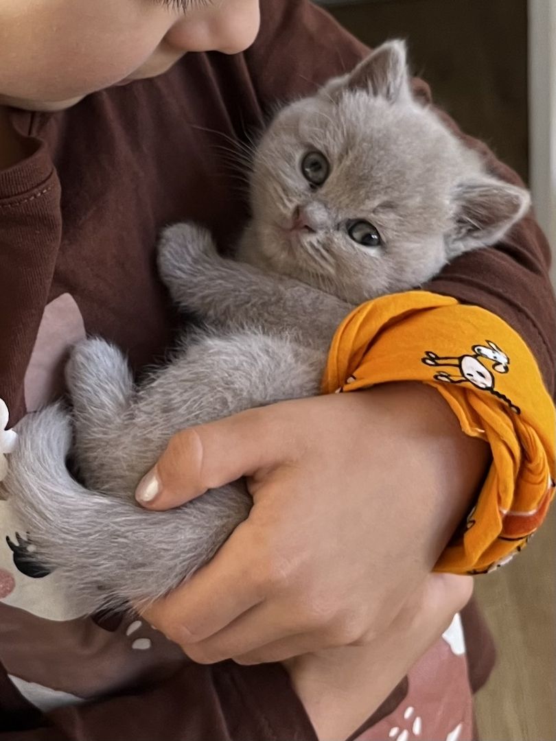 BKH Britisch kurzhaar lilac/blue/grau