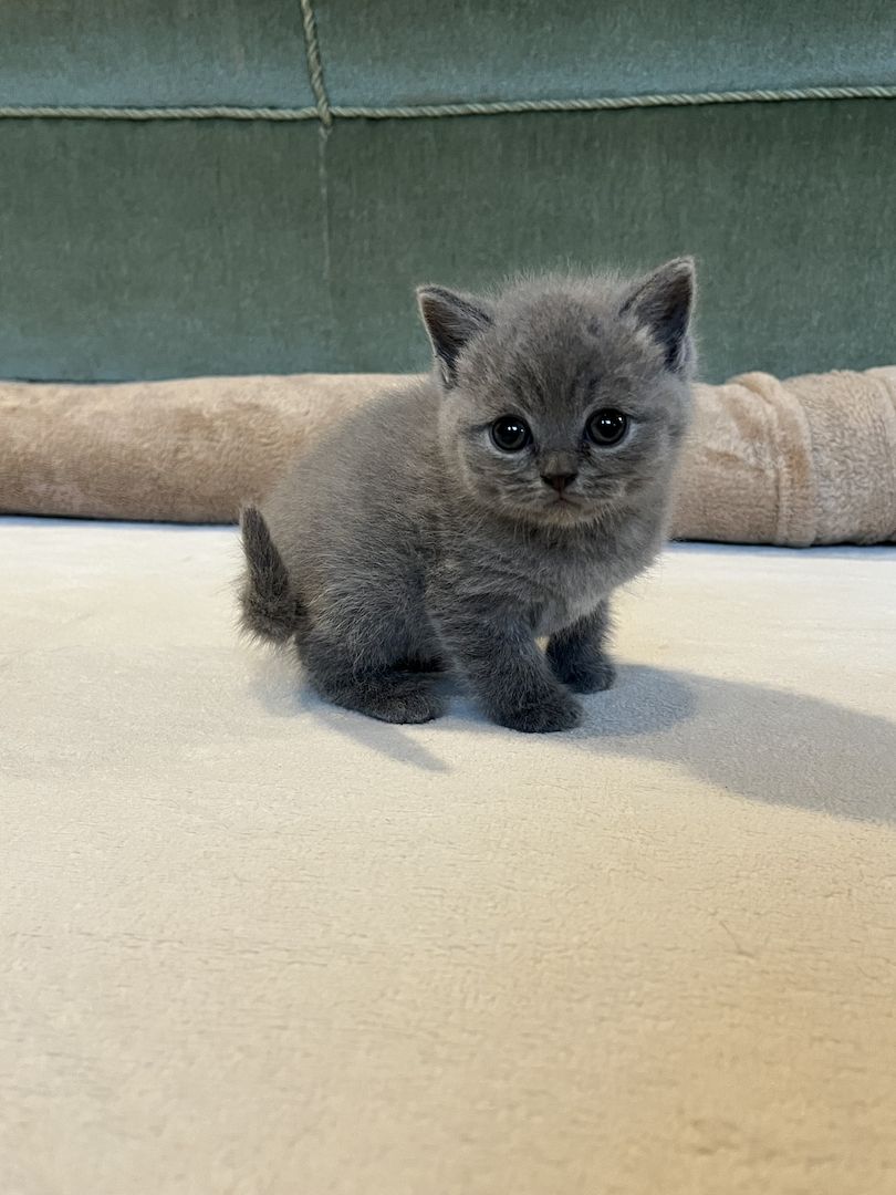 BKH Britisch kurzhaar lilac/blue/grau