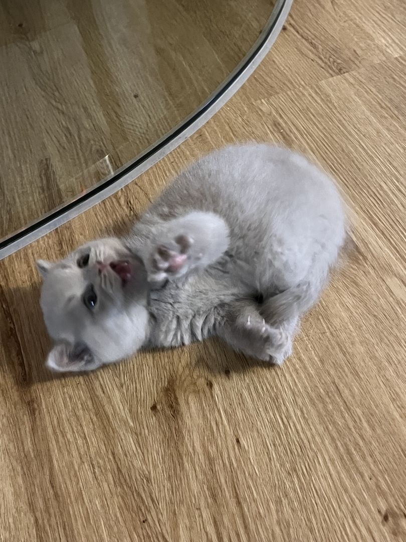 BKH Britisch kurzhaar lilac/blue/grau