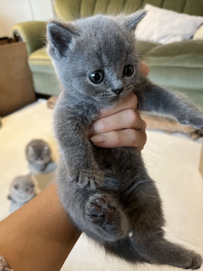 BKH Britisch kurzhaar lilac/blue/grau